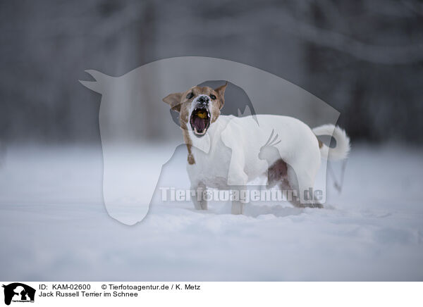 Jack Russell Terrier im Schnee / KAM-02600