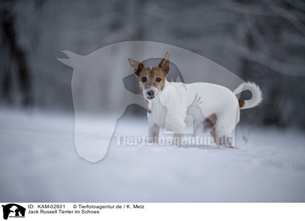 Jack Russell Terrier im Schnee / KAM-02601