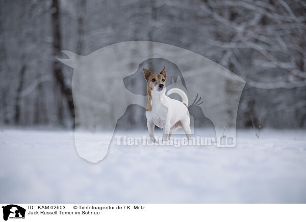 Jack Russell Terrier im Schnee / KAM-02603