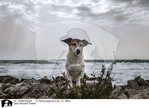 Jack Russell Terrier / KAM-02626