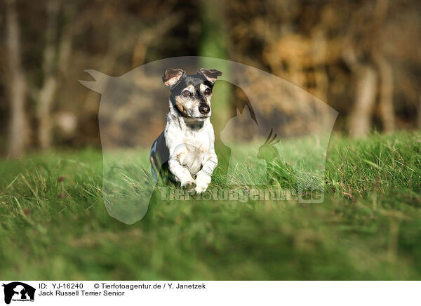 Jack Russell Terrier Senior / YJ-16240