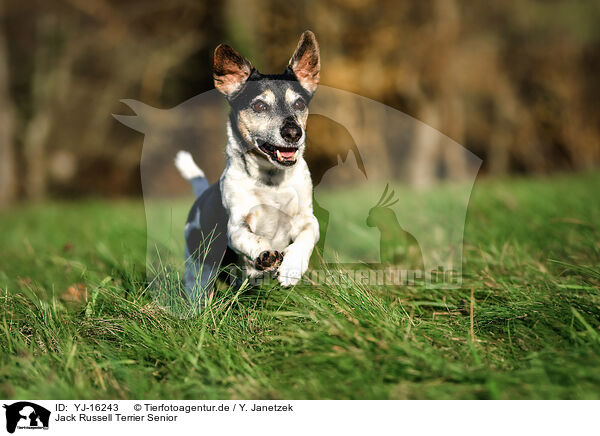 Jack Russell Terrier Senior / old Jack Russell Terrier / YJ-16243