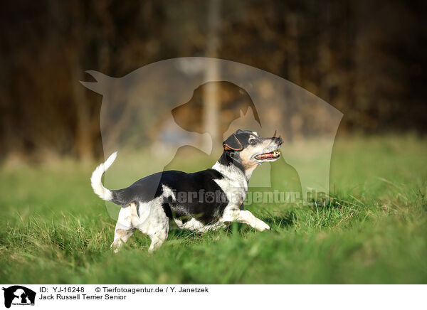 Jack Russell Terrier Senior / YJ-16248