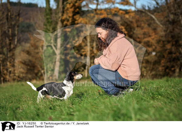 Jack Russell Terrier Senior / YJ-16250