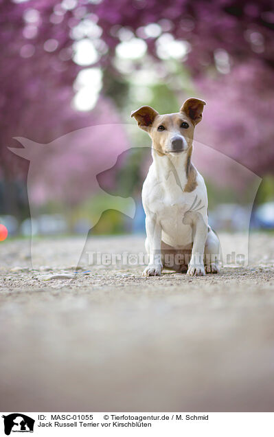 Jack Russell Terrier vor Kirschblten / MASC-01055