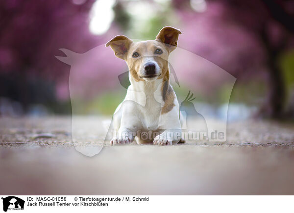 Jack Russell Terrier vor Kirschblten / MASC-01058