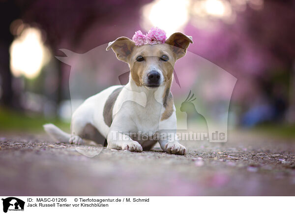 Jack Russell Terrier vor Kirschblten / MASC-01266
