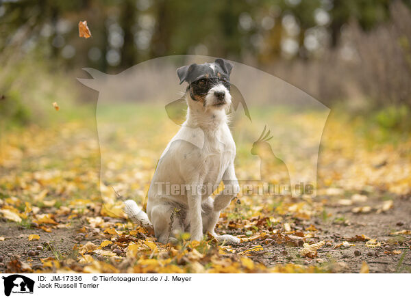 Jack Russell Terrier / Jack Russell Terrier / JM-17336
