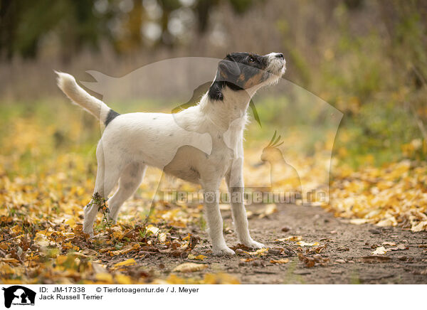 Jack Russell Terrier / Jack Russell Terrier / JM-17338