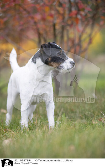 Jack Russell Terrier / JM-17354