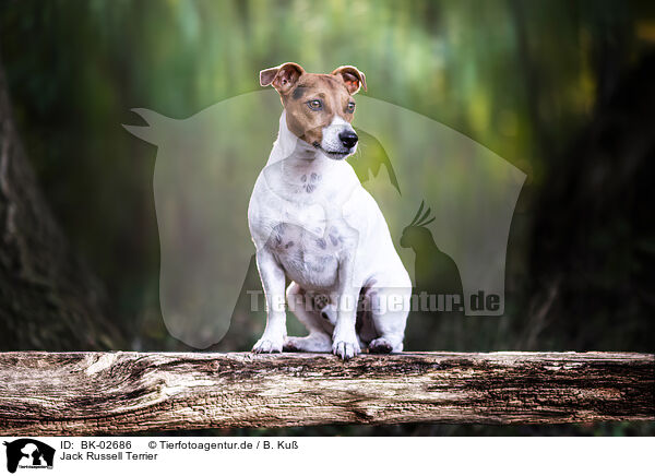 Jack Russell Terrier / BK-02686