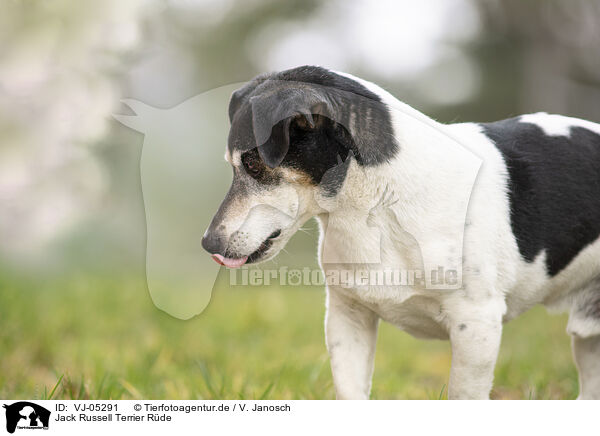 Jack Russell Terrier Rde / VJ-05291