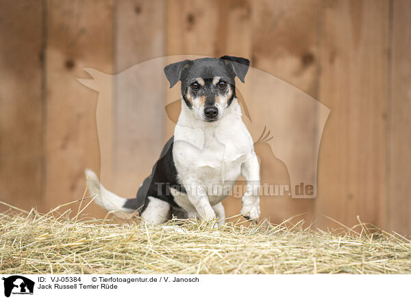 Jack Russell Terrier Rde / male Jack Russell Terrier / VJ-05384