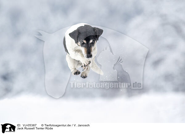 Jack Russell Terrier Rde / VJ-05387