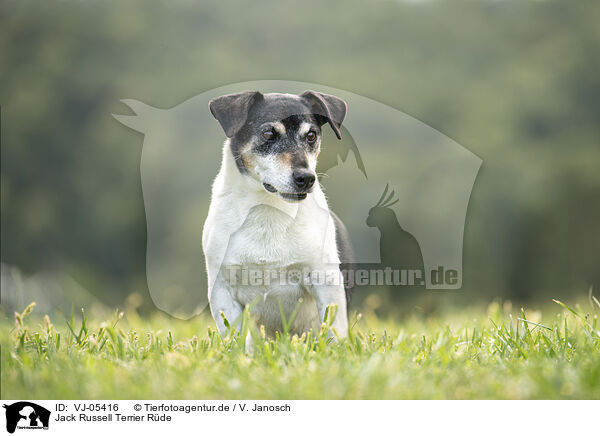 Jack Russell Terrier Rde / male Jack Russell Terrier / VJ-05416