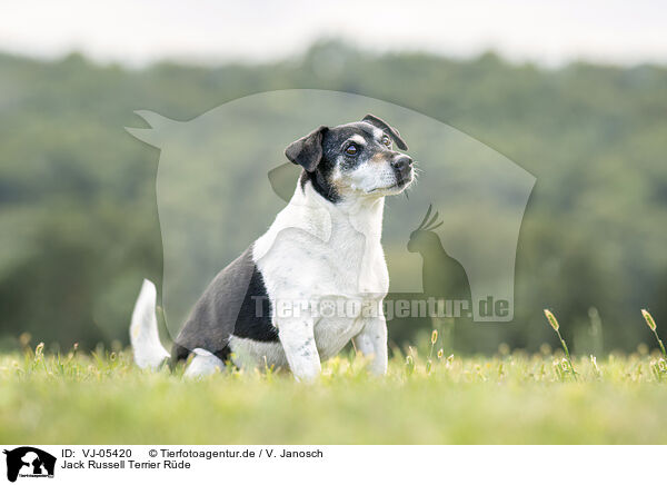 Jack Russell Terrier Rde / VJ-05420