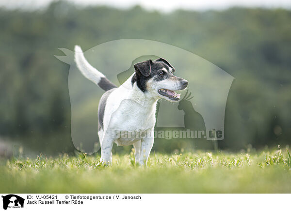 Jack Russell Terrier Rde / male Jack Russell Terrier / VJ-05421