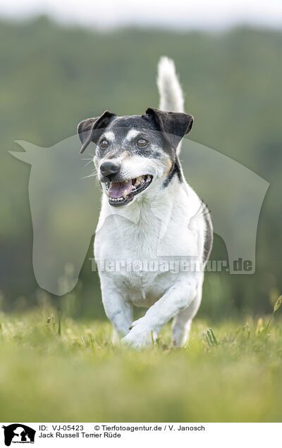 Jack Russell Terrier Rde / VJ-05423