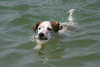 schwimmender Jack Russell Terrier