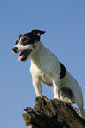 stehender Jack Russell Terrier