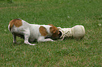 spielender Jack Russell Terrier