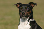 Terrier-Mischling Portrait