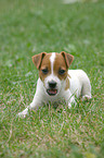 Jack Russell Terrier Welpe