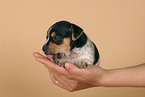 Jack Russell Terrier Welpe in Hnden