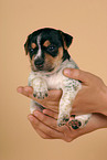 Jack Russell Terrier Welpe in Hnden