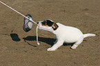 Jack Russell Terrier Welpe spielt mit Schuh