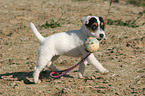 spielender Jack Russell Terrier Welpe