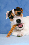 fressender junger Jack Russell Terrier