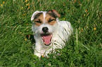 ghnender Jack Russell Terrier