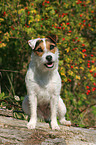 sitzender Jack Russell Terrier