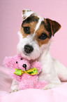 Jack Russell Terrier mit Teddy