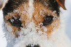 Jack Russell Terrier Augen