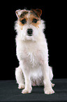 ungetrimmter sitzender Jack Russell Terrier