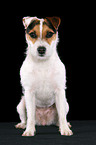 frisch getrimmter sitzender Jack Russell Terrier