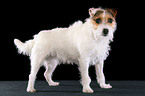 ungetrimmter stehender Jack Russell Terrier