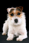 ungetrimmter liegender Jack Russell Terrier