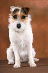 ungetrimmter sitzender Jack Russell Terrier