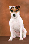 frisch getrimmter sitzender Jack Russell Terrier
