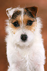 ungetrimmter Jack Russell Terrier im Portrait