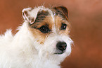 ungetrimmter Jack Russell Terrier im Portrait