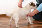 Jack Russell Terrier wird mit Flohkamm gekmmt