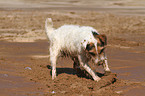 spielender Jack Russell Terrier