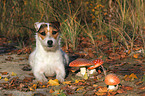 liegender Jack Russell Terrier mit Pilzen