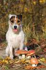 sitzender Jack Russell Terrier mit Pilzen