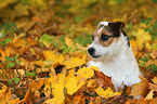 liegender Jack Russell Terrier in Herbstlaub