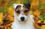 Jack Russell Terrier in Herbstlaub